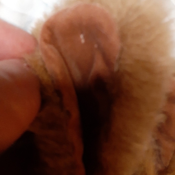 2 Robert Raikes bunny rabbits - Picture 11 of 13